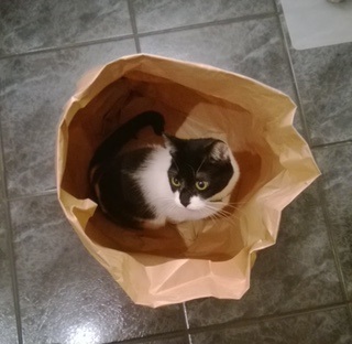 Shira Bild von Shira