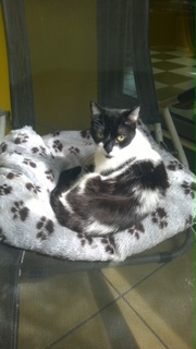 Shira Bild von Shira