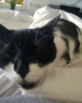 Shira Bild von Shira