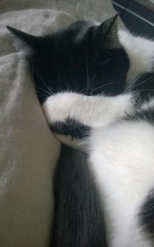 Shira Bild von Shira