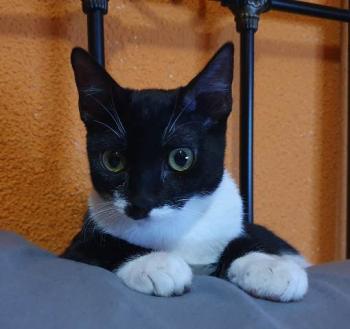 Wanda Bild von Wanda