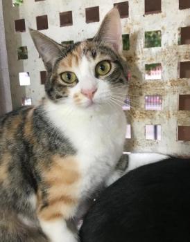 Bild von Rosalia