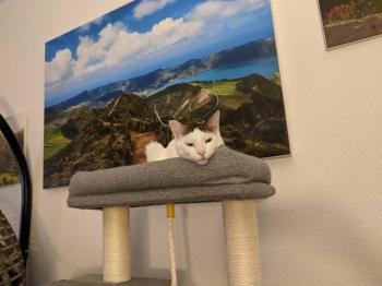Elmo Bild von Elmo