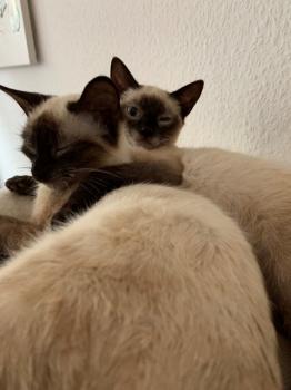 Pimienta Bild von Pimienta