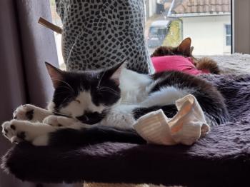 Bild von Bigotitos
