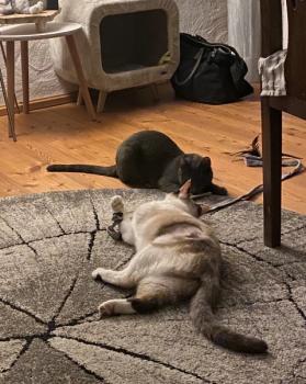 Ratita Bild von Ratita