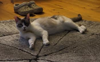 Ratita Bild von Ratita