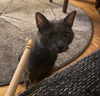 Clyde Bild von Clyde