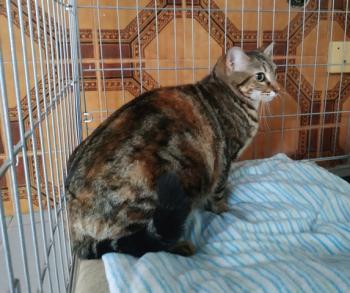 Loreta Bild von Loretta