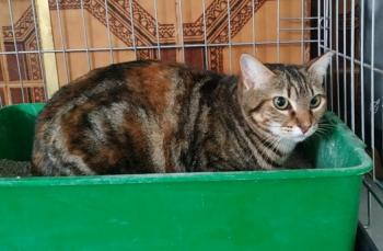 Loreta Bild von Loretta