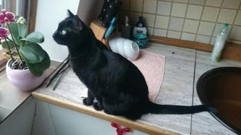 Tiffy Bild von Tiffy