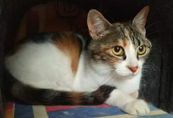Millie Bild von Millie