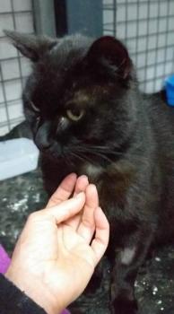 Blacky Bild von Blacky