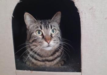 Bild von Pandora