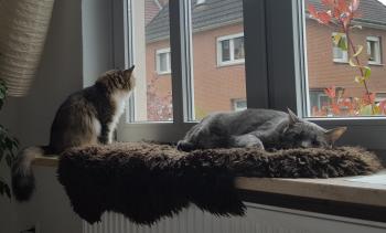 Dina Bild von Dina