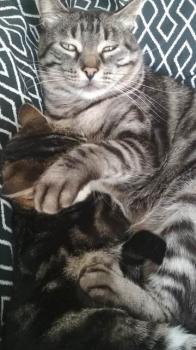 Tigerino Bild von Tigerino