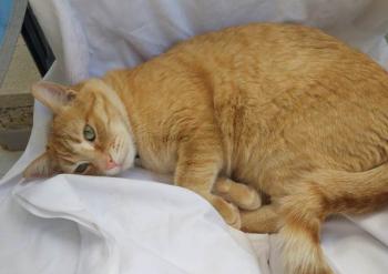 Tommy Bild von Tommy