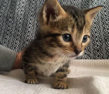 Clyde Bild von Clyde