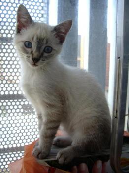 Sylar Bild von Sylar