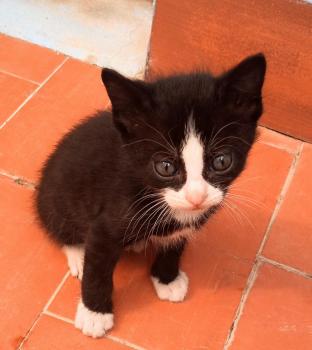 Bild von Nino