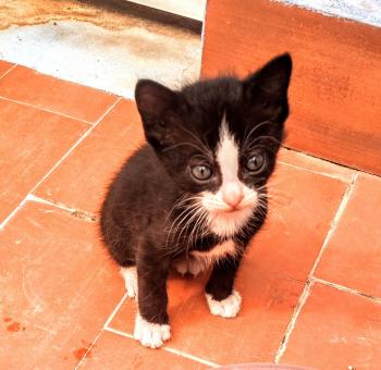 Bild von Nino