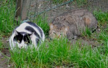 Bild von Peppo