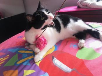 Nikito Bild von Nikito