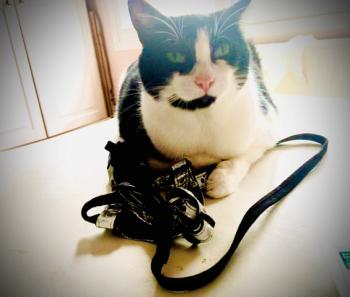 Nikito Bild von Nikito