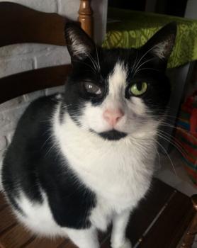 Nikito Bild von Nikito