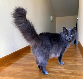 Dante Bild von Dante