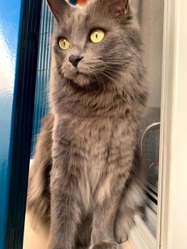 Dante Bild von Dante