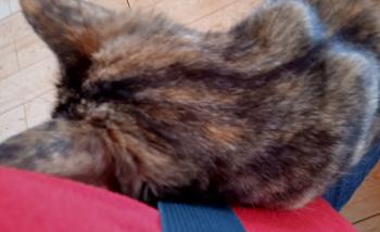 Alaska Bild von Alaska