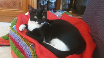 Wanda Bild von Wanda