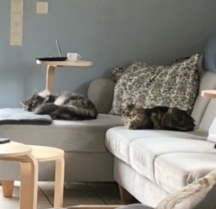 Ambar Bild von Ambar