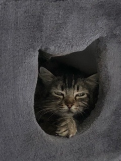 Ambar Bild von Ambar