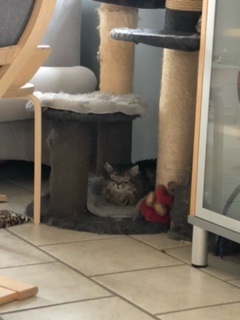 Ambar Bild von Ambar