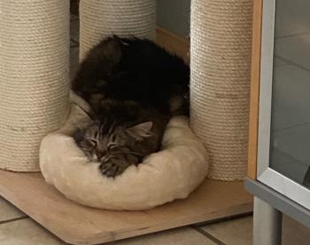 Ambar Bild von Ambar