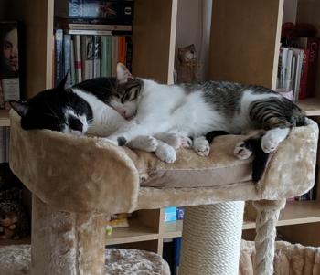 Bongo Bild von Bongo