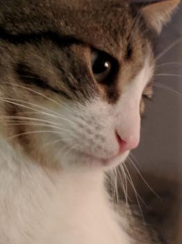 Bongo Bild von Bongo