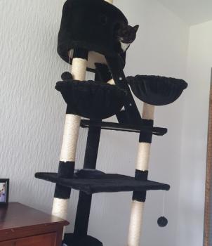 Koka Bild von Koka