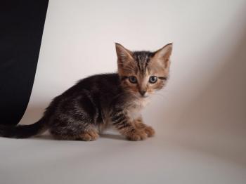 Clyde Bild von Clyde