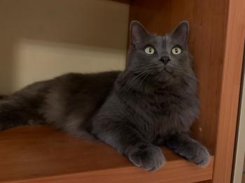 Dante Bild von Dante