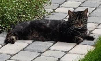 Bild von Junior