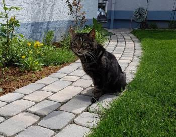 Bild von Junior