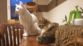 Copito Bild von Copito