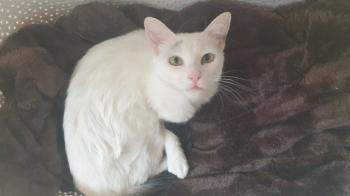 Copito Bild von Copito