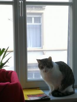 Abrile Bild von Abrile
