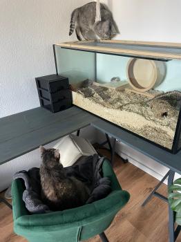 Moli Bild von Moli