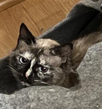 Bild von Nubia