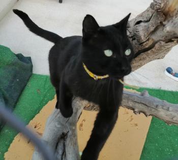 Blacky Bild von Blacky
